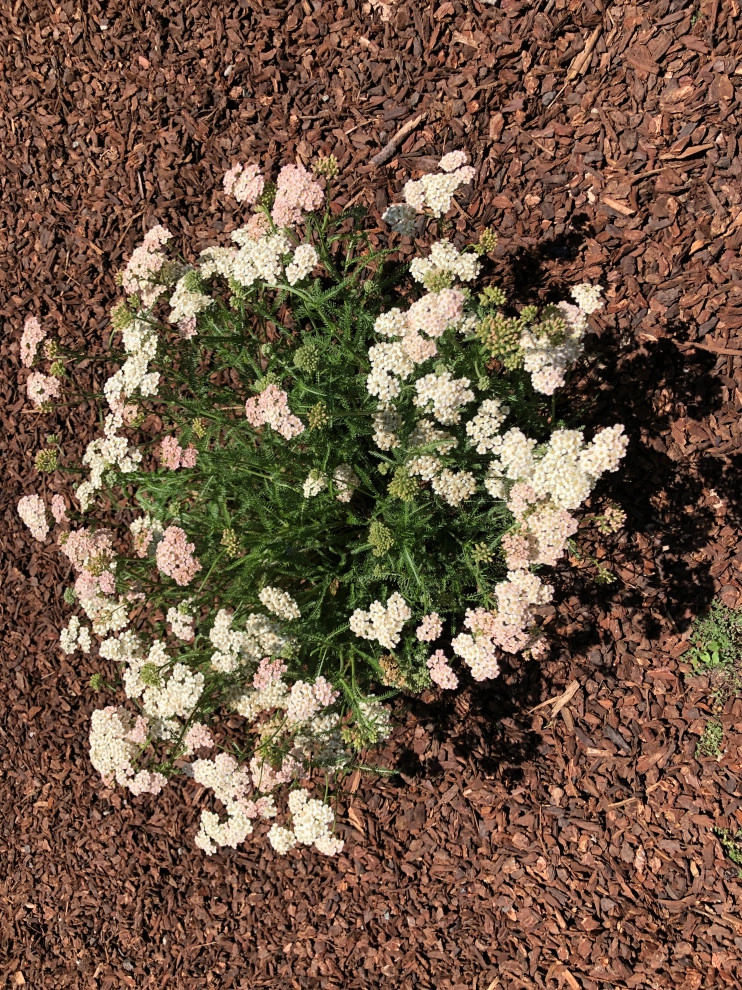 Mountain View Low Water Pollinator Garden by Paradise Garden & Landscape - Photo 2