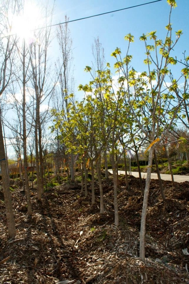 Margolis Nursery by Margolis Companies - Photo 9