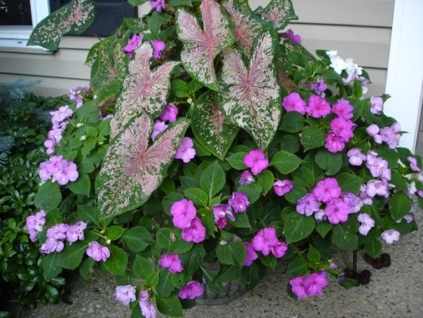 Planters and Pots by Perfect Earth Landscape LLC - Photo 17