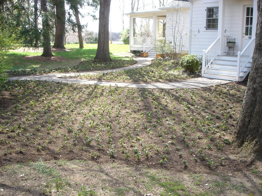 Groundcover Solutions by Perfect Earth Landscape LLC - Photo 9