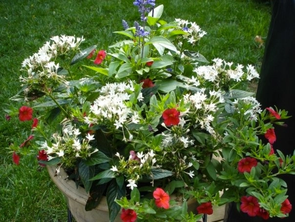 Planters and Pots by Perfect Earth Landscape LLC - Photo 26