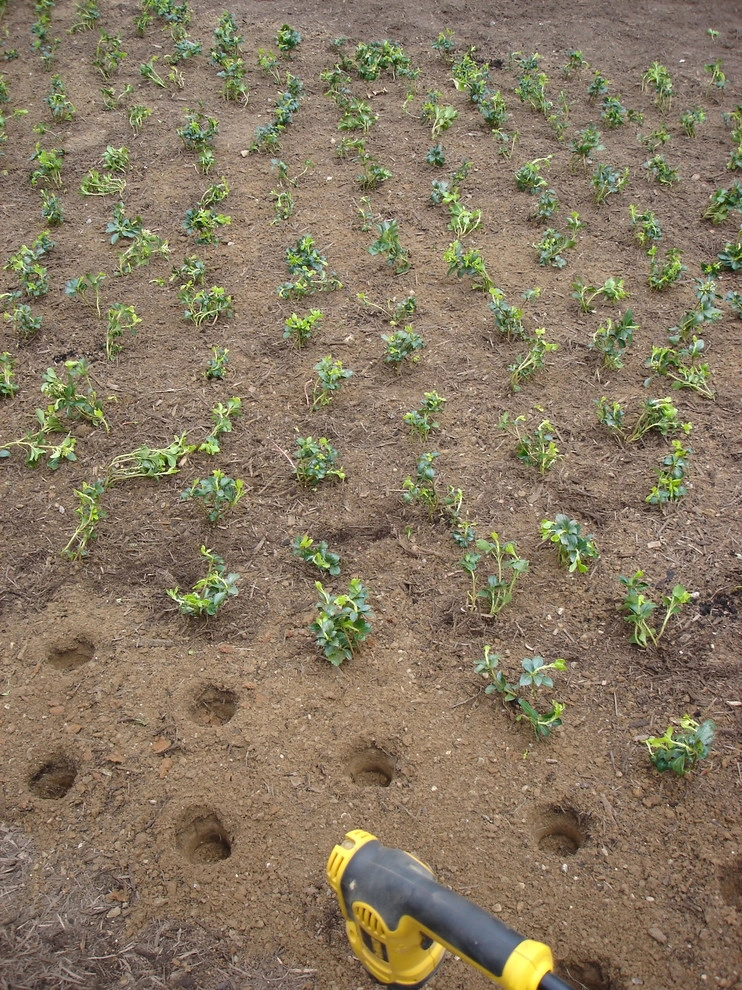 Groundcover Solutions by Perfect Earth Landscape LLC - Photo 16