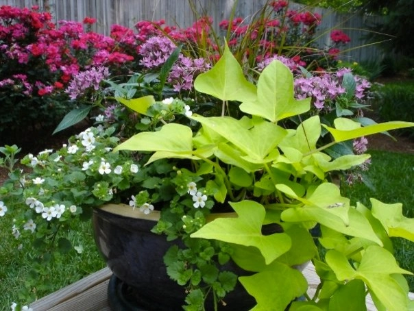 Planters and Pots by Perfect Earth Landscape LLC - Photo 32