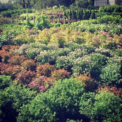 Margolis Nursery by Margolis Companies - Photo 11