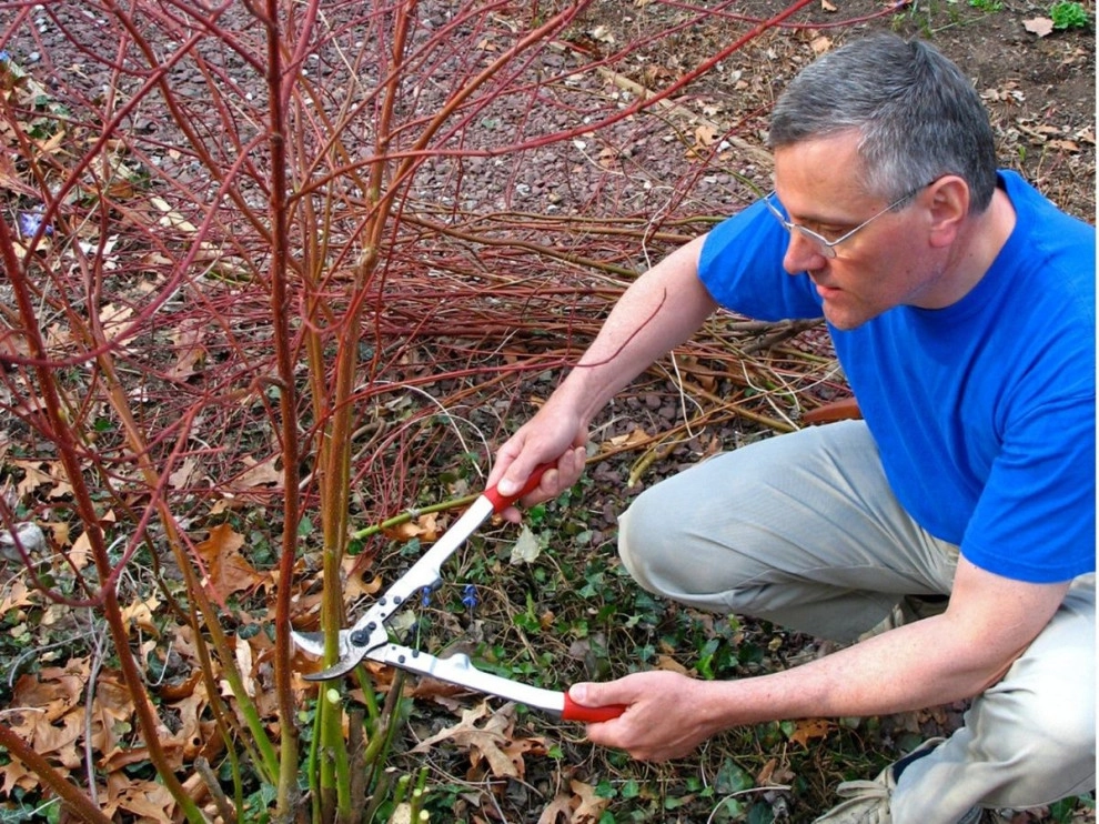 Ornamental Pruning by Peter Atkins And Associates., LLC - Photo 3
