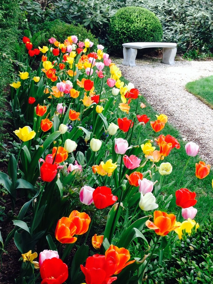 Spring Bulbs by Peter Atkins And Associates., LLC - Photo 7