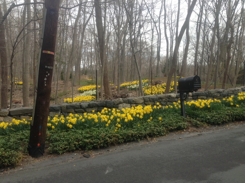Spring Bulbs by Peter Atkins And Associates., LLC - Photo 2