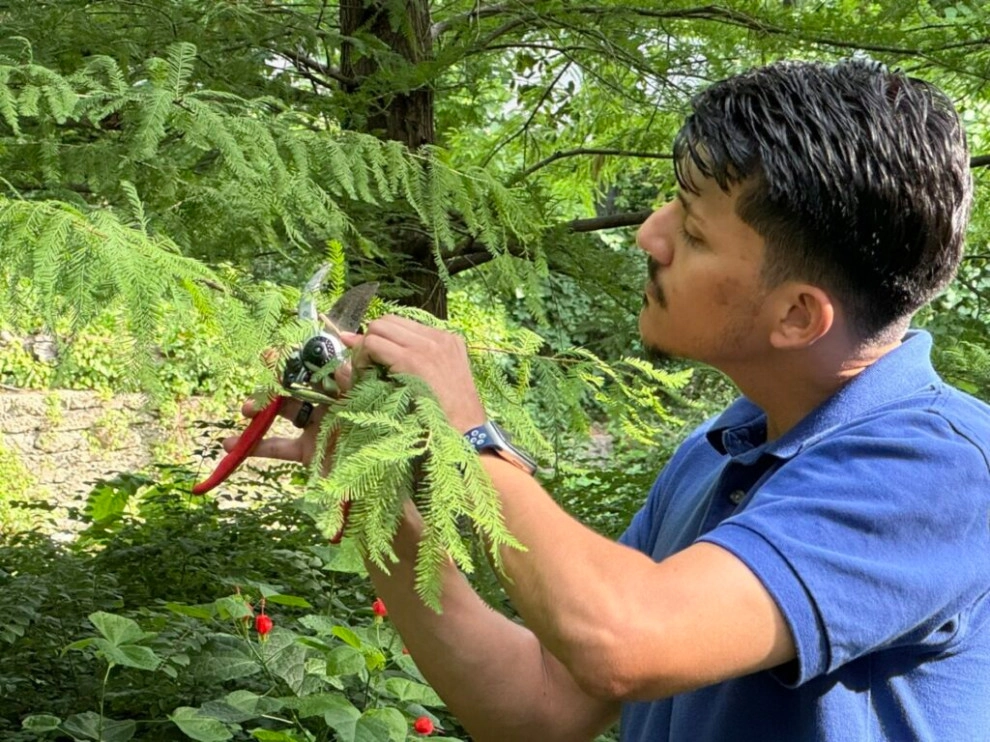 Ornamental Pruning by Peter Atkins And Associates., LLC - Photo 7