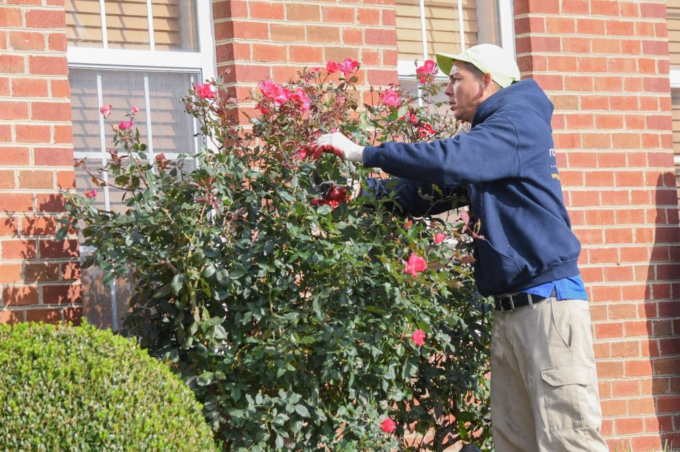 Ornamental Pruning by Peter Atkins And Associates., LLC - Photo 8