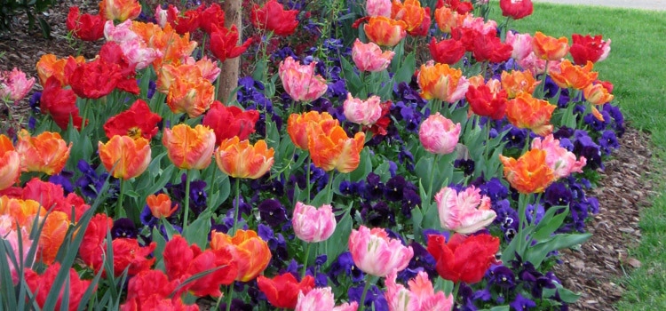 Spring Bulbs by Peter Atkins And Associates., LLC - Photo 8