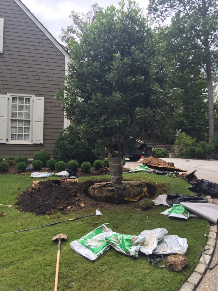 Large Tree Plantings by Peter Atkins And Associates., LLC - Photo 2