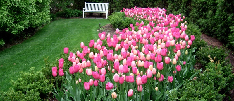 Spring Bulbs by Peter Atkins And Associates., LLC - Photo 19