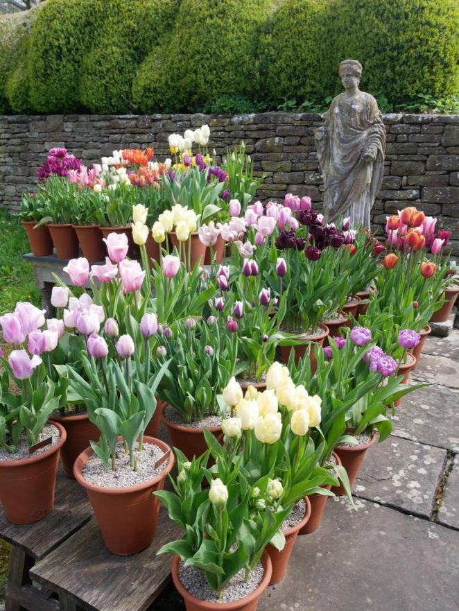 Spring Bulbs by Peter Atkins And Associates., LLC - Photo 5