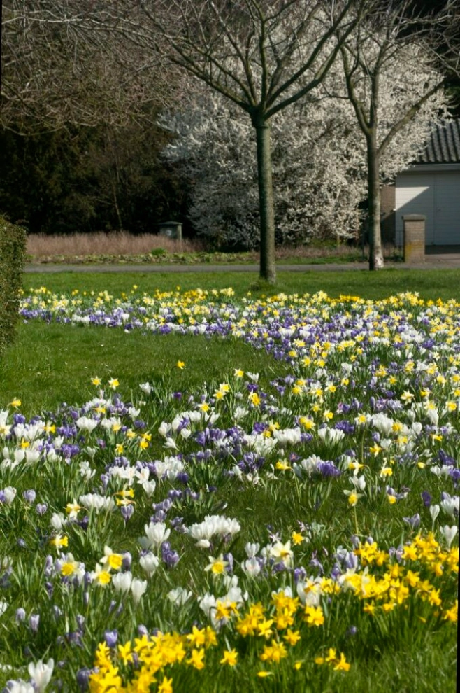 Spring Bulbs by Peter Atkins And Associates., LLC - Photo 6