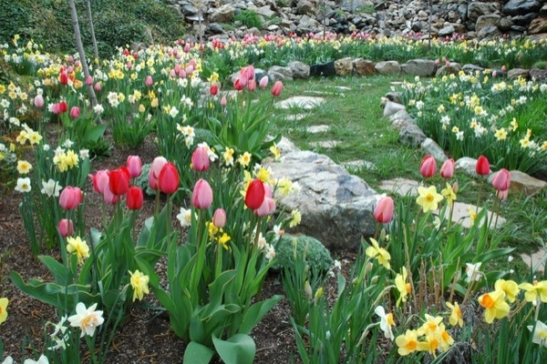 Spring Bulbs by Peter Atkins And Associates., LLC - Photo 18