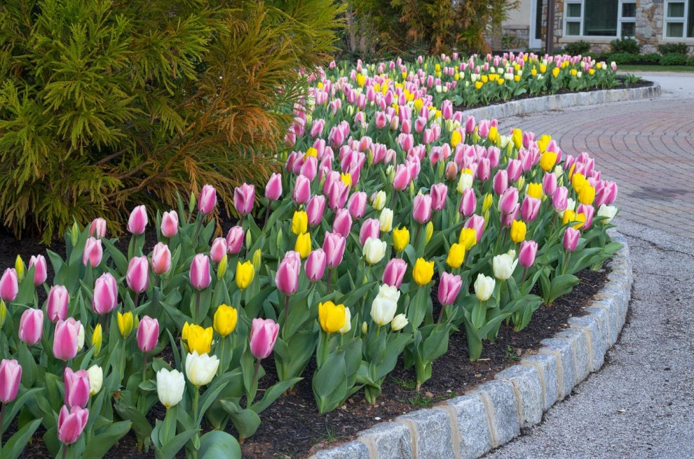 Spring Bulbs by Peter Atkins And Associates., LLC - Photo 17