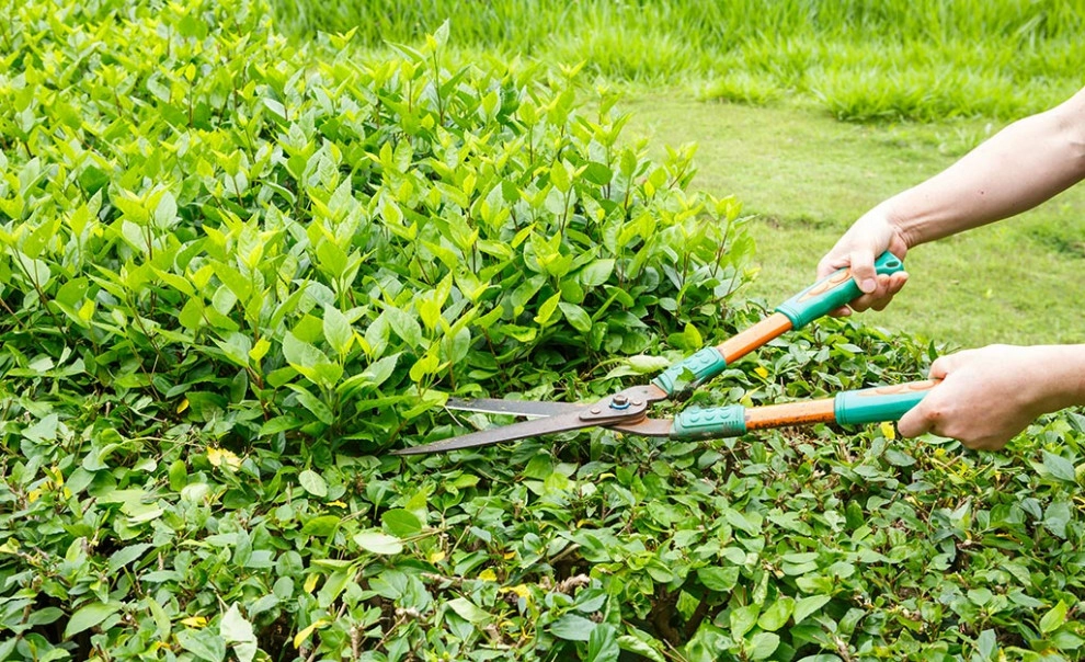Ornamental Pruning by Peter Atkins And Associates., LLC - Photo 4