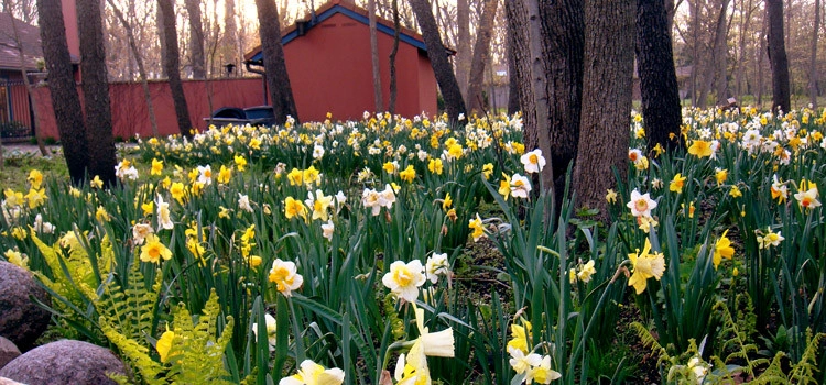 Spring Bulbs by Peter Atkins And Associates., LLC - Photo 4