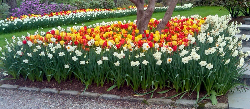 Spring Bulbs by Peter Atkins And Associates., LLC - Photo 15