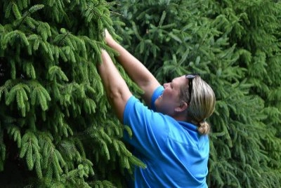 Ornamental Pruning by Peter Atkins And Associates., LLC - Photo 10
