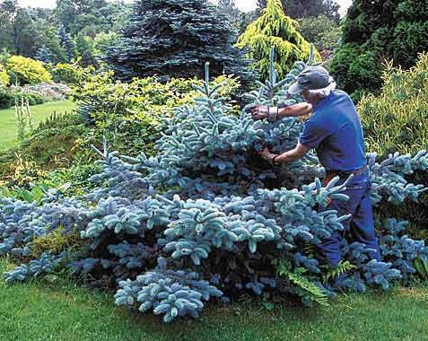 Ornamental Pruning by Peter Atkins And Associates., LLC - Photo 5