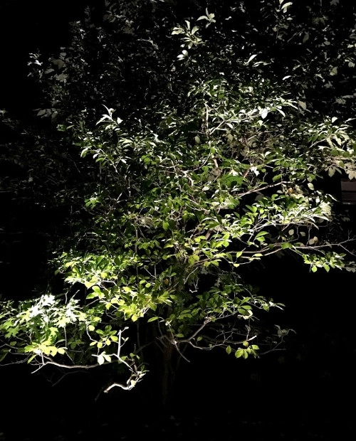 Lighting Projects by Pfeifer Landscaping - Photo 3