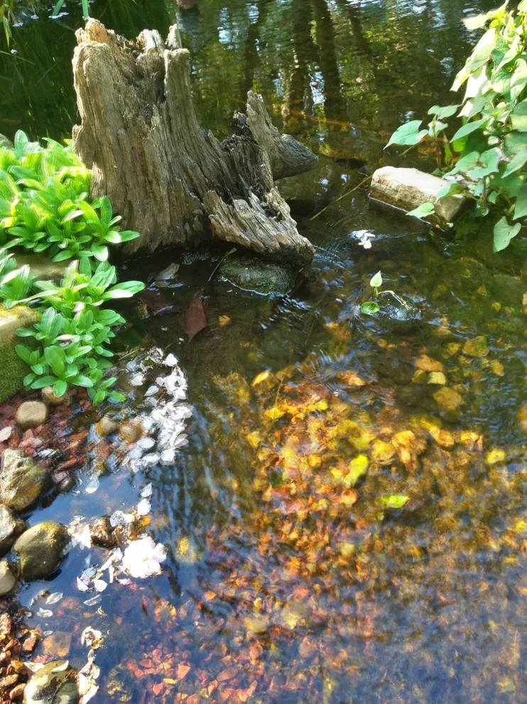 Carter's Nursery, Pond & Patio - Photo 6