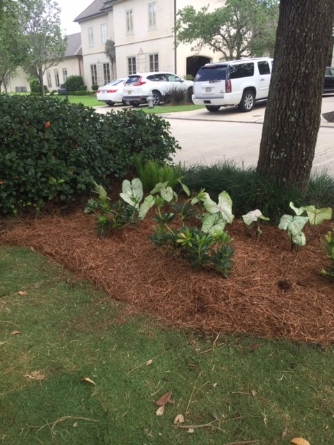 Front Yard Sod & Beds by Prados Landscapes LLC - Photo 6