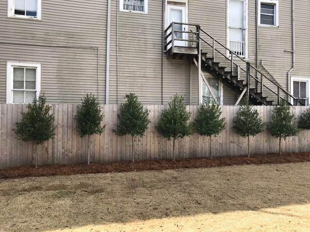 Boarder Tree Planting For Privacy Screen by Prados Landscapes LLC - Photo 5
