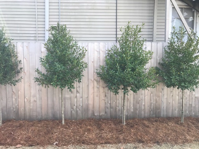 Boarder Tree Planting For Privacy Screen by Prados Landscapes LLC - Photo 3