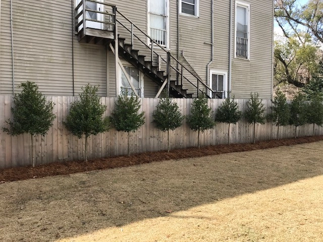 Boarder Tree Planting For Privacy Screen by Prados Landscapes LLC - Photo 6