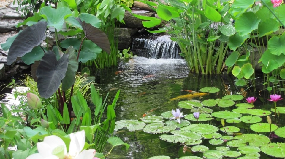 Premier Ponds - Photo 2