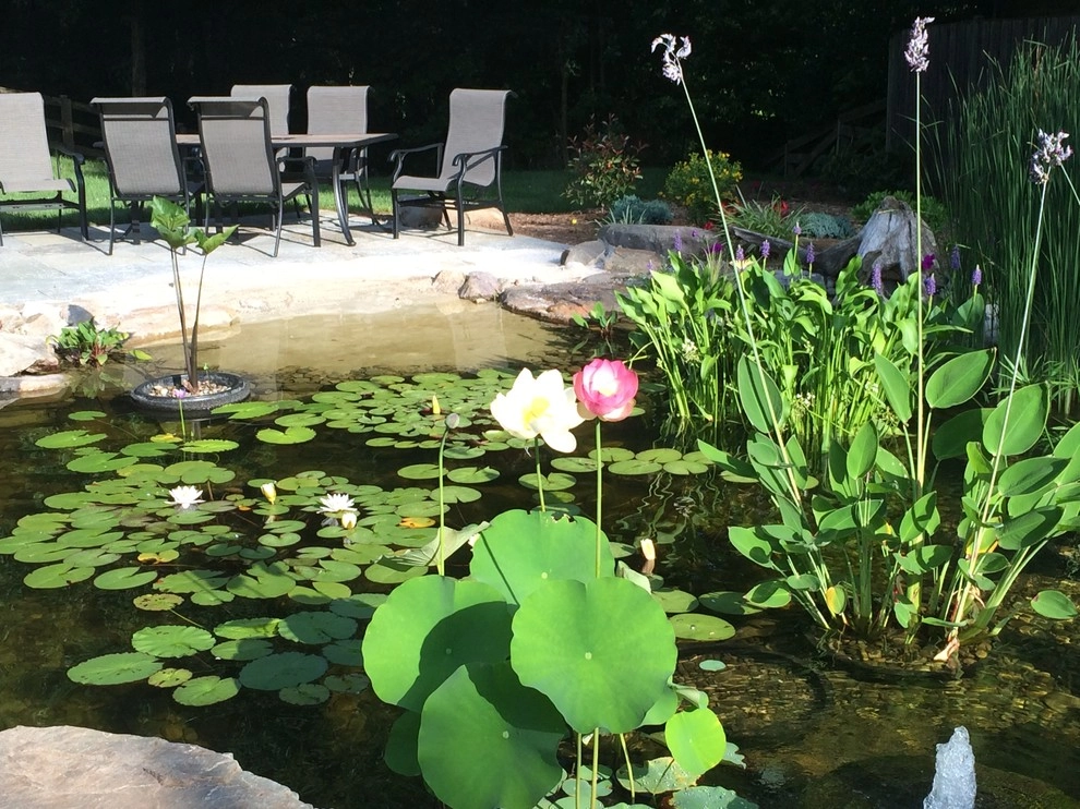 Advanced Backyard Pond in Silver Spring by Premier Ponds - Photo 8