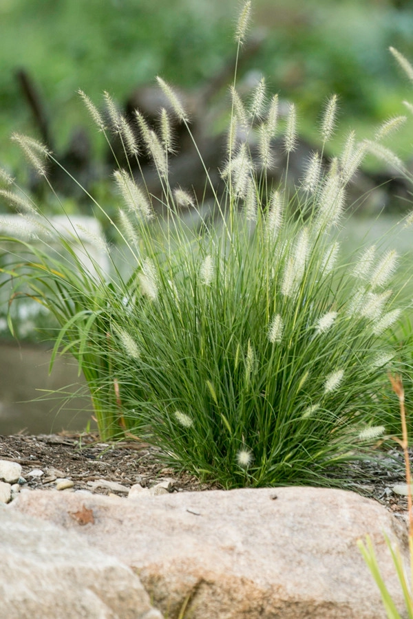 Bachman Garden Pond and Waterfall by Premiere Aquascapes - Photo 11
