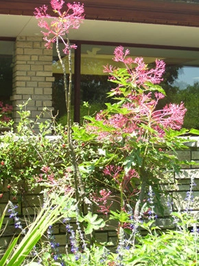 Plantings by Prestige One Landscaping - Photo 20