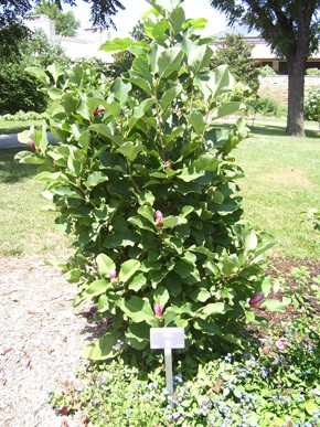 Plantings by Prestige One Landscaping - Photo 12