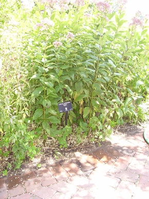 Prestige One Landscaping - Photo 14