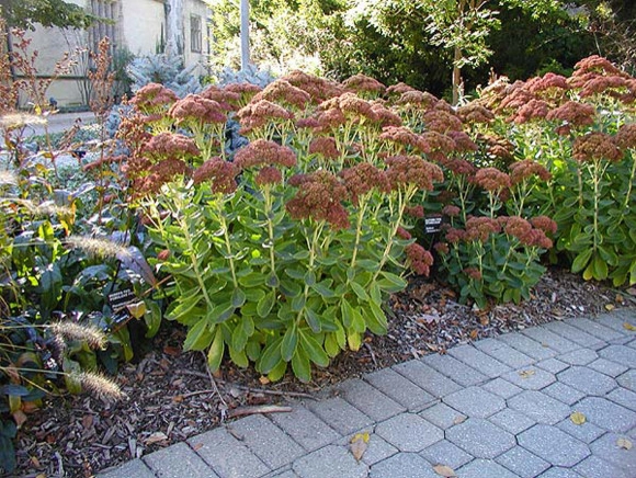 Plantings by Prestige One Landscaping - Photo 19