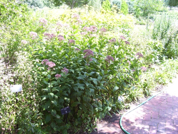 Plantings by Prestige One Landscaping - Photo 16