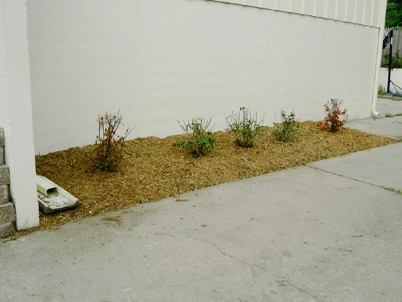 Plantings by Prestige One Landscaping - Photo 17