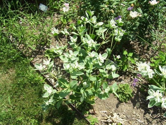 Plantings by Prestige One Landscaping - Photo 10