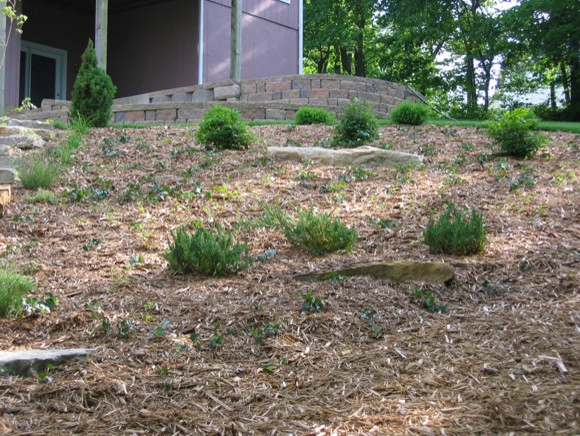 Plantings by Prestige One Landscaping - Photo 18