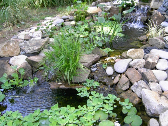 Backyard Ponds by Prestige One Landscaping - Photo 13