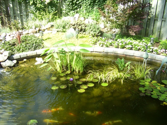 Backyard Ponds by Prestige One Landscaping - Photo 7