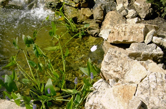 Backyard Ponds by Prestige One Landscaping - Photo 4