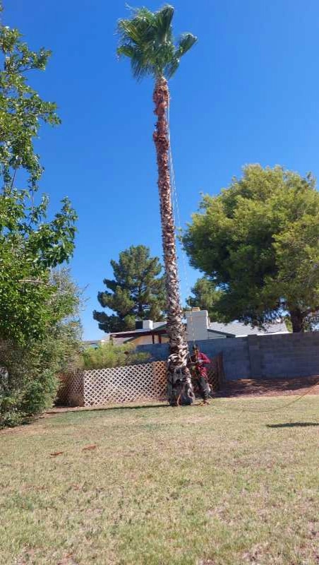United Tree Pro Service LLC 7 by PRO Natural Landscape LLC - Photo 61