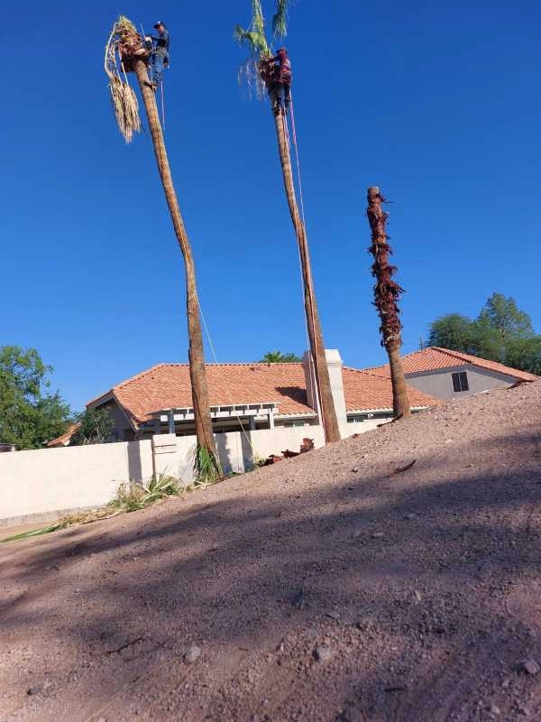 United Tree Pro Service LLC 7 by PRO Natural Landscape LLC - Photo 39