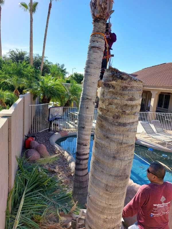 United Tree Pro Service LLC 7 by PRO Natural Landscape LLC - Photo 33