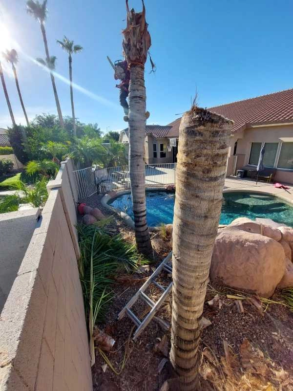 United Tree Pro Service LLC 7 by PRO Natural Landscape LLC - Photo 24