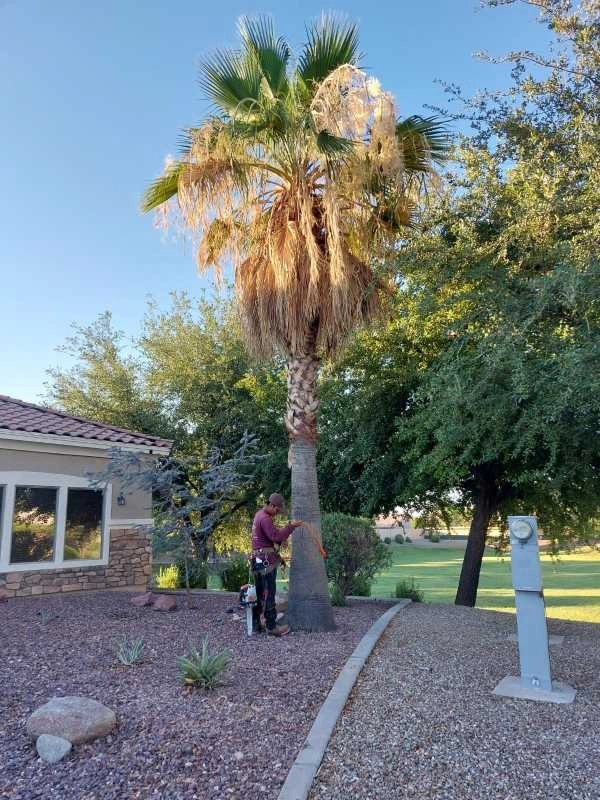 United Tree Pro Service LLC 7 by PRO Natural Landscape LLC - Photo 62